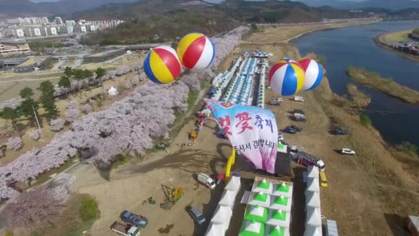 Cherry Blossom Festival Road General Kim Sin Tomb Gyeongju Coreia — Vídeo de Stock