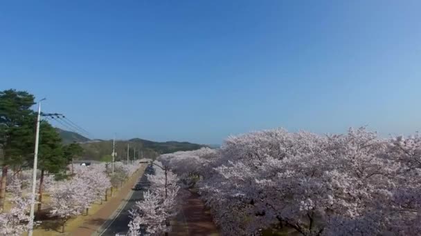 Cherry Blossom Festival Road General Kim Sin Tomb Gyeongju Coreia — Vídeo de Stock