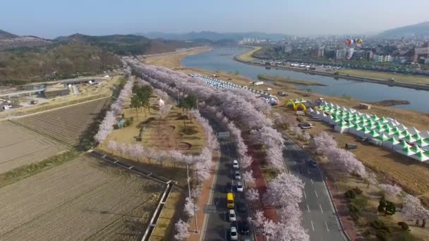 アジアで金佐鎮将軍ゆう罪の墓に道路の桜桜祭り 桜花金佐鎮将軍ゆう 罪の道祭のとき 2018 アジアでの墓 — ストック動画