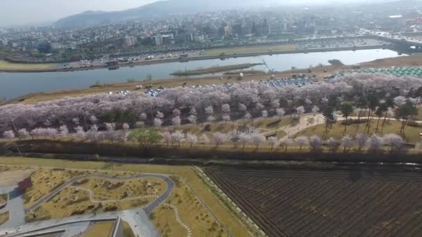 Cherry Blossom Festival Road Grobu Generała Kim Grzech Gyeongju Korea — Wideo stockowe
