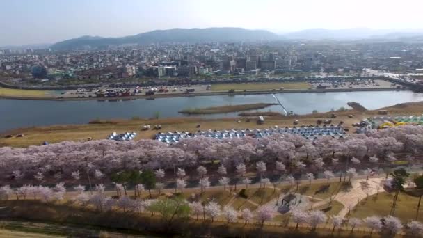 Cherry Blossom Festival Road General Kim Sin Tomb Gyeongju South — Video Stock