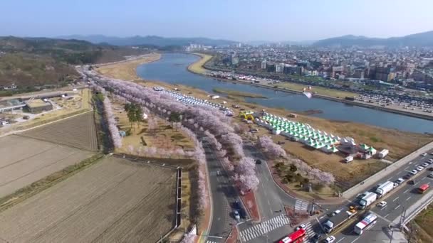 Фестиваль Цветения Вишни Пути Гробнице Генерала Ким Сина Кёнджу Южная — стоковое видео