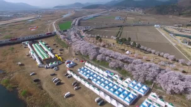 Kirschblütenfest Der Straße Zum Grab Von General Kim Sin Gyeongju — Stockvideo