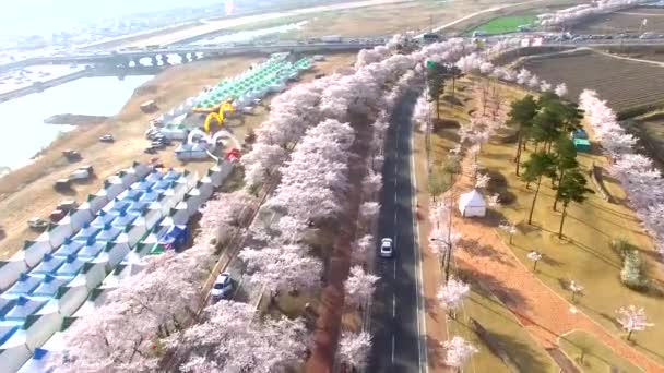 Cherry Blossom Festival Road General Kim Sin Tomb Gyeongju Corée — Video