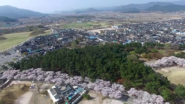 Kirschblüten Blühender Frühling Von Daereungwon Bei Gyeongju Südkorea Asien Kirschblüten — Stockvideo