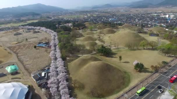 Floraison Cerisiers Printemps Daereungwon Gyeongju Corée Sud Asie Floraison Cerisiers — Video
