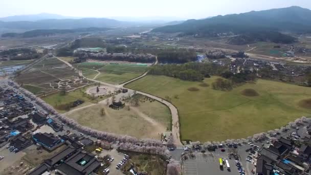 Flores Cerezo Primavera Cheomseongdae Gyeongju Corea Del Sur Asia Flores — Vídeos de Stock