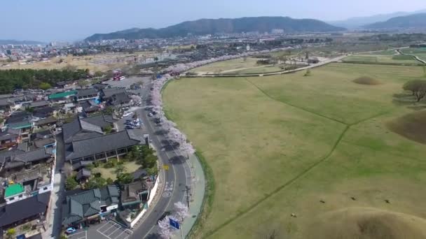 Kirschblüten Blühender Frühling Von Cheomseongdae Bei Gyeongju Südkorea Asien Kirschblüten — Stockvideo