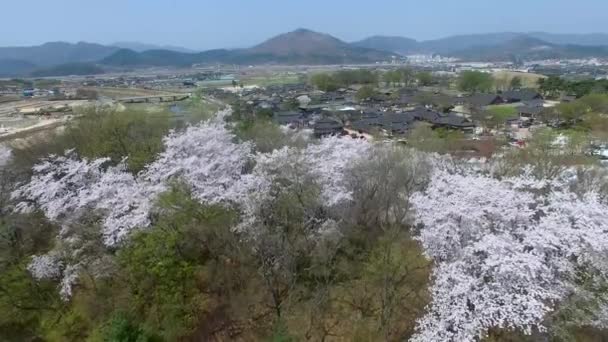 Printemps Village Traditionnel Gyochon Gyeongju Corée Sud Asie Printemps Village — Video