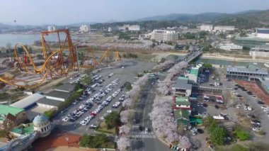 Kiraz çiçeği yol Bomun Park, Gyeongju, Güney Kore, Asya / kiraz çiçeği yol Bomun Park, Gyeongju, Güney Kore, Asya zaman Nisan-03-2018