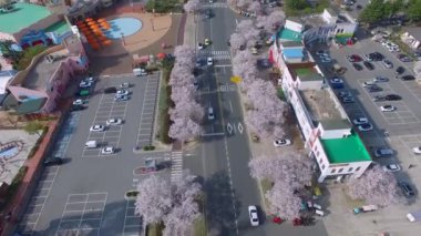 Kiraz çiçeği yol Bomun Park, Gyeongju, Güney Kore, Asya / kiraz çiçeği yol Bomun Park, Gyeongju, Güney Kore, Asya zaman Nisan-03-2018