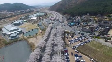 Kiraz çiçeği yol Bomun Park, Gyeongju, Güney Kore, Asya / kiraz çiçeği yol Bomun Park, Gyeongju, Güney Kore, Asya zaman Nisan-03-2018