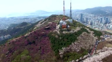 Cherry Blossom bahar Hwangryeonsan dağ, Busan, Güney Kore, Asya / Cherry Blossom Hwangryeonsan bahar dağ, Busan, Güney Kore, Asya zaman Nisan-08-2018
