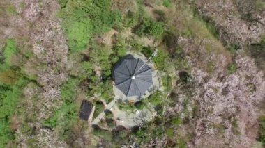 Cherry Blossom bahar Urongsan Mountain Park, Busan, Güney Kore, Asya / Cherry Blossom Urongsan bahar Mountain Park, Busan, Güney Kore, Asya zaman Nisan-08-20182018