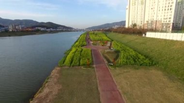 Yuchae kanola çiçek çiçek açan Yangsancheon, Yangsan, Güney Kore, Asya / Yuchae kanola çiçek çiçek açan Yangsancheon, Yangsan, Gyeongsangnamdo, Güney Kore, Asya içinde Nisan-11-2018