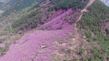 Cheonjusan dağın Jindallae açelya çiçek çiçek açan, Changwon, Güney Kore, Asya / Cheonjusan dağ Jindallae açelya çiçek çiçek açan, Changwon, Gyeongsangnamdo, Güney Kore, Asya zaman Nisan-11-2018