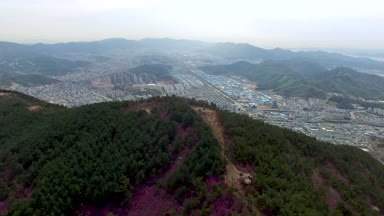 Cheonjusan dağın Jindallae açelya çiçek çiçek açan, Changwon, Güney Kore, Asya / Cheonjusan dağ Jindallae açelya çiçek çiçek açan, Changwon, Gyeongsangnamdo, Güney Kore, Asya zaman Nisan-11-2018