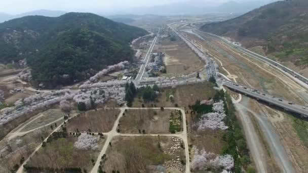 Cherry Blossom Road Bomun Park Gyeongju Corea Del Sud Asia — Video Stock