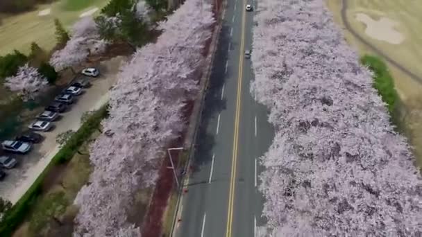 대한민국 아시아의 벚꽃의 꽃도로 대한민국 아시아 2018의 꽃도로 — 비디오