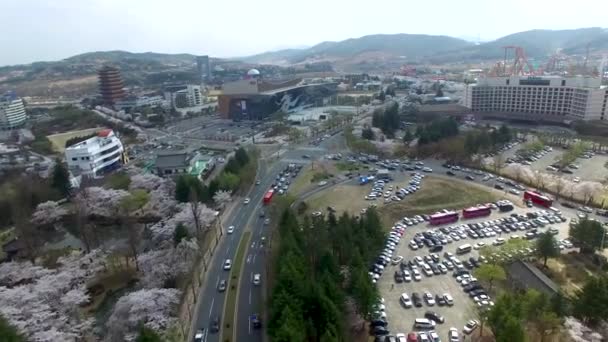 Cherry Blossom Road Bomun Park Gyeongju Jižní Korea Asie Cherry — Stock video