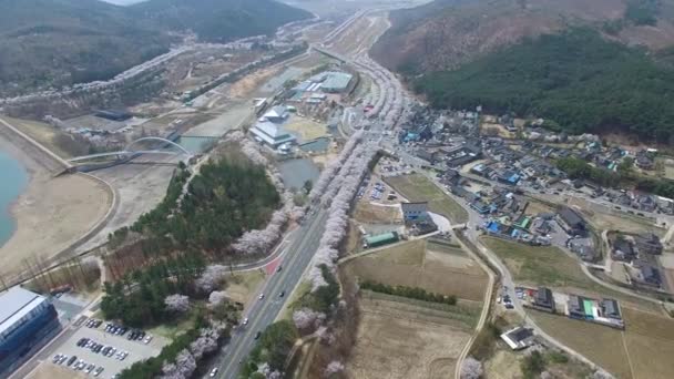 Cherry Blossom Road of Bomun Park, Gyeongju, Corée du Sud, Asie / Cherry Blossom Road of Bomun Park, Gyeongju, Corée du Sud, Asie quand Apr-03-2018 