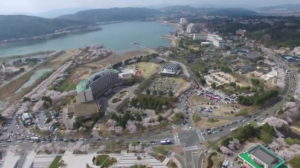 Primavera Flor Cerezo Del Lago Bomun Gyeongju Corea Del Sur — Vídeos de Stock