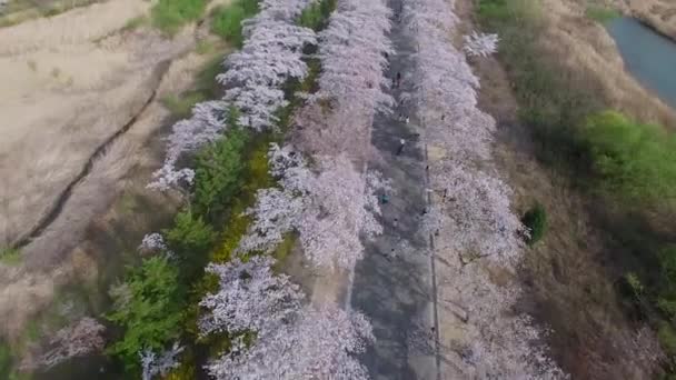 Kirschblütenfrühling Des Bomun Parks Gyeongju Südkorea Asien Kirschblütenfrühling Des Bomun — Stockvideo