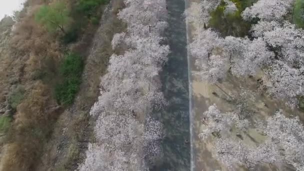 Cherry Blossom Spring Bomun Park Gyeongju Corée Sud Asie Cherry — Video
