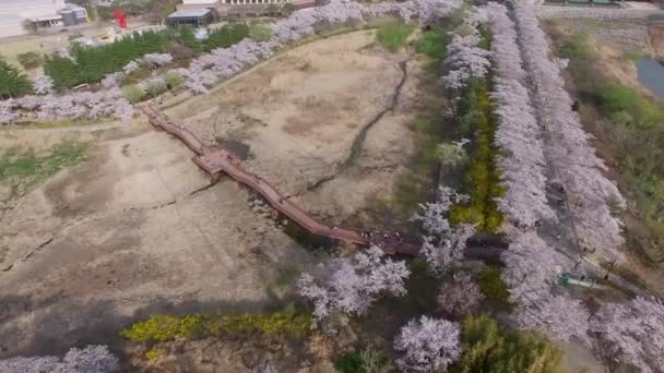 Cherry Blossom Spring Bomun Park Gyeongju South Korea Asia Cherry — Stock Video