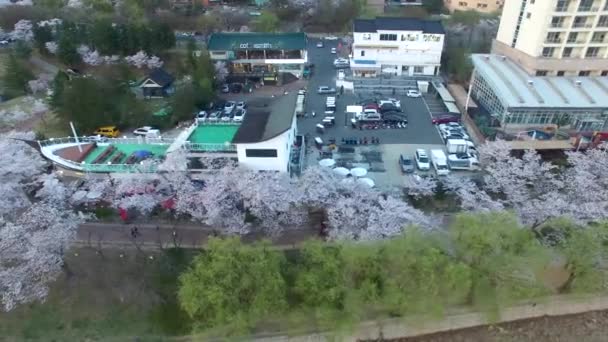 Kirschblütenfrühling Des Bomun Parks Gyeongju Südkorea Asien Kirschblütenfrühling Des Bomun — Stockvideo