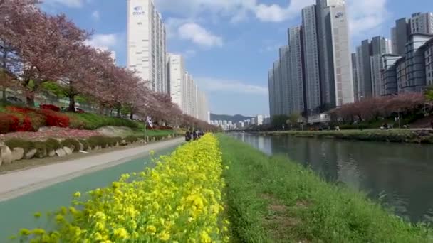 Canola Flower Oncheoncheon Busan South Korea Asia Canola Flower Oncheoncheon — Stock Video