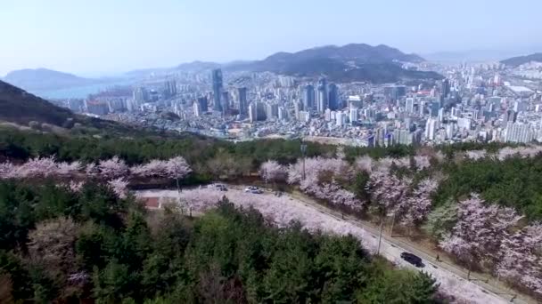Cherry Blossom Jaro Hwangryeonsan Mountain Busan Jižní Korea Asie Cherry — Stock video