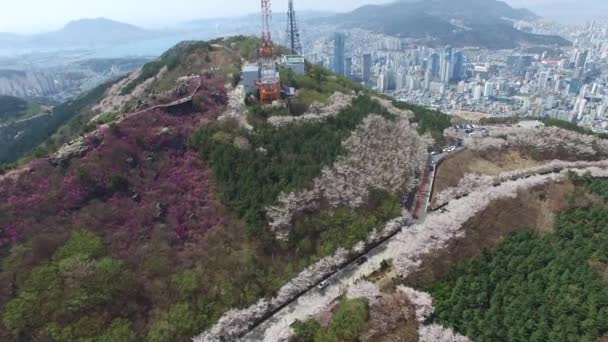 Κεράσι Ανθίσει Την Άνοιξη Του Hwangryeonsan Βουνού Μπουσάν Νότια Κορέα — Αρχείο Βίντεο