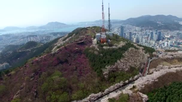 Printemps Fleur Cerisier Montagne Hwangryeonsan Busan Corée Sud Asie Printemps — Video