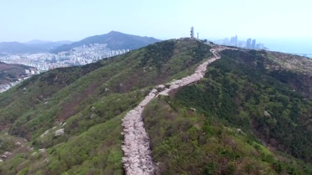 Printemps Fleur Cerisier Montagne Hwangryeonsan Busan Corée Sud Asie Printemps — Video