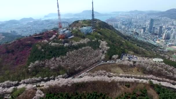 Cherry Blossom Voorjaar Van Hwangryeonsan Mountain Busan Zuid Korea Azië — Stockvideo