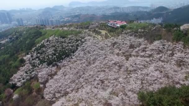 Cherry Blossom Våren Hwangryeonsan Berg Busan Sydkorea Asien Cherry Blossom — Stockvideo