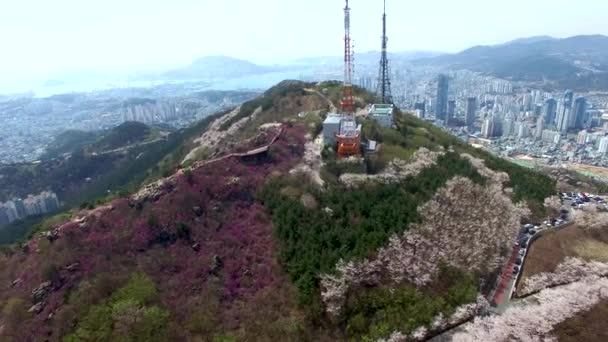 Κεράσι Ανθίσει Την Άνοιξη Του Hwangryeonsan Βουνού Μπουσάν Νότια Κορέα — Αρχείο Βίντεο