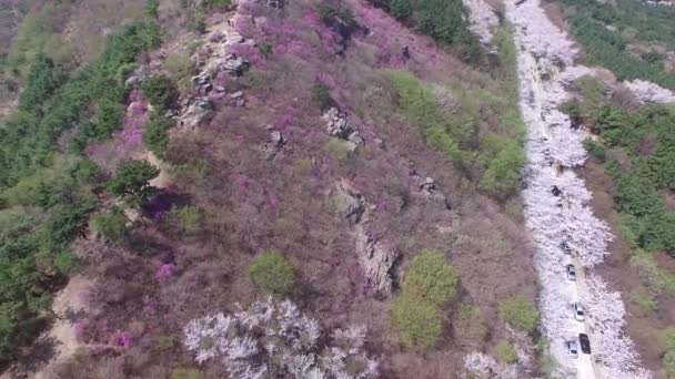 Cherry Blossom Jaro Hwangryeonsan Mountain Busan Jižní Korea Asie Cherry — Stock video