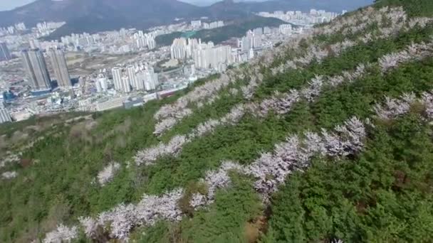 Printemps Fleur Cerisier Montagne Hwangryeonsan Busan Corée Sud Asie Printemps — Video