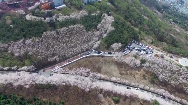 Cherry Blossom Voorjaar Van Hwangryeonsan Mountain Busan Zuid Korea Azië — Stockvideo