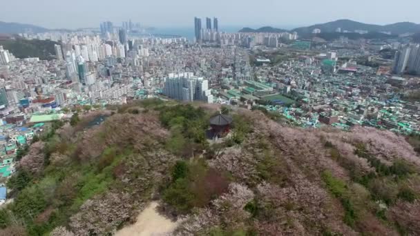 Cherry Blossom Jaro Urongsan Mountain Park Busan Jižní Korea Asie — Stock video