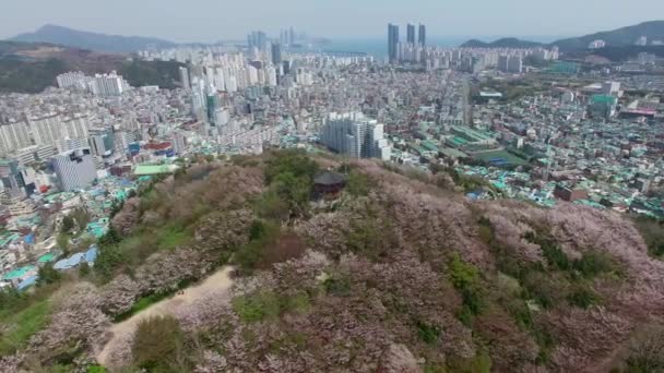 Cherry Blossom Jaro Urongsan Mountain Park Busan Jižní Korea Asie — Stock video