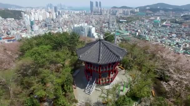 Cherry Blossom Jaro Urongsan Mountain Park Busan Jižní Korea Asie — Stock video