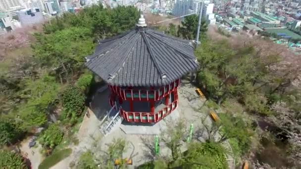 Cherry Blossom Jaro Urongsan Mountain Park Busan Jižní Korea Asie — Stock video