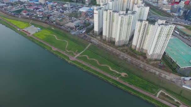 Yuchae Canola Bloem Bloeien Yangsancheon Yangsan Zuid Korea Azië Yuchae — Stockvideo