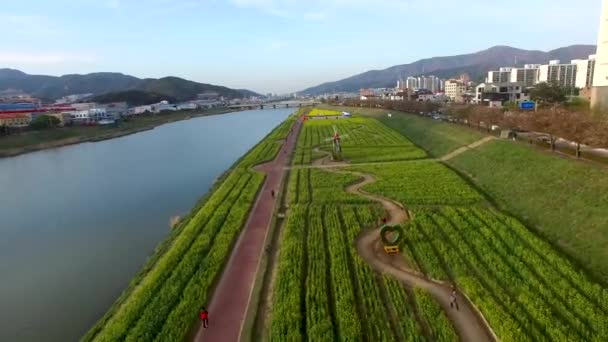 Yuchae Рапсове Квітка Розквітаюча Yangsancheon Yangsan Південна Корея Азія Yuchae — стокове відео