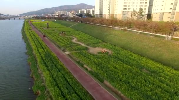 Yuchae Canola Bloem Bloeien Yangsancheon Yangsan Zuid Korea Azië Yuchae — Stockvideo