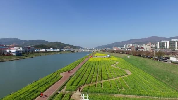 Yuchae Canola Flower Blooming Yangsancheon Yangsan Corea Del Sur Asia — Vídeo de stock