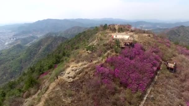 Cheonjusan Mountain Jindallae Azalea Flower Blooming Changwon Coreia Sul Ásia — Vídeo de Stock